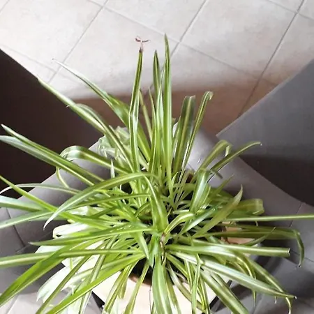 Casa Vacanza Lavanda - Giove1 Apartamento *